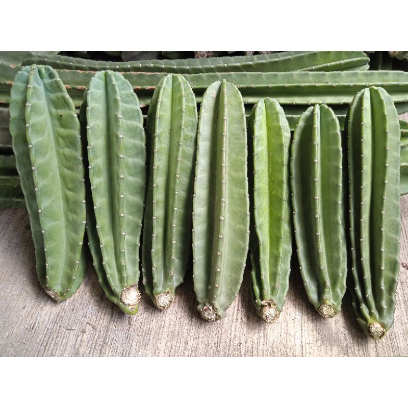 kaktus koboi besar // kaktus koboi tanpa duri // kaktus koboi ukuran 30-35cm