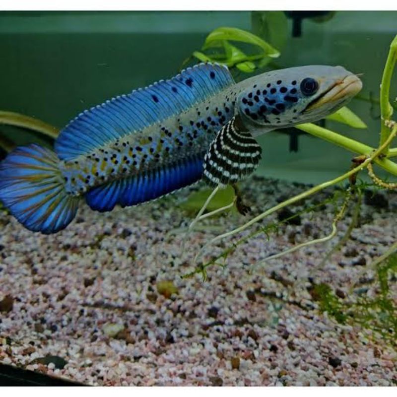 Orna Yellow Lips 10 ekor