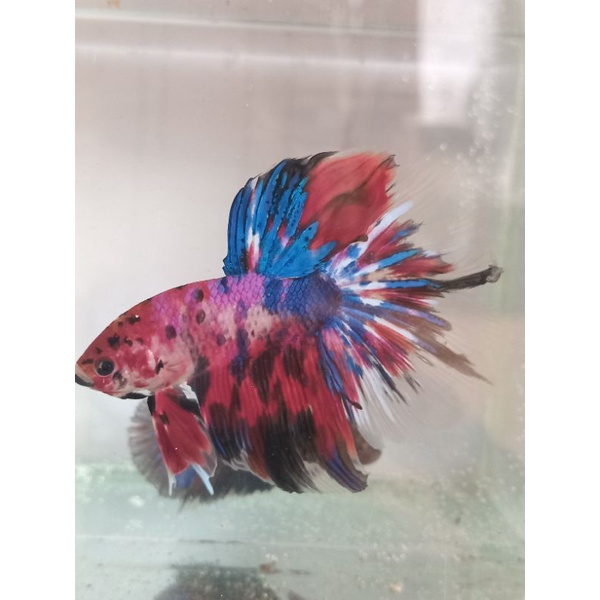 ikan hias cupang giant hm