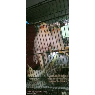 Parkit australi(lutino)semi jinak