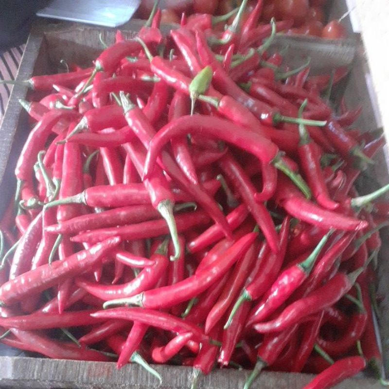 

cabai merah besar