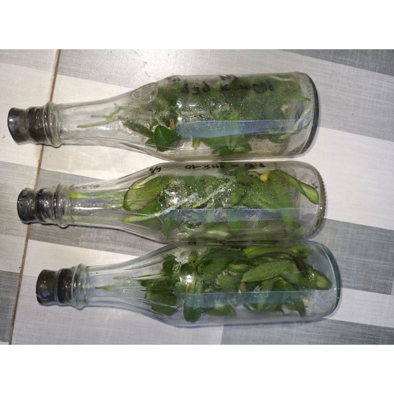 Bibit Botol Anggrek Bulan