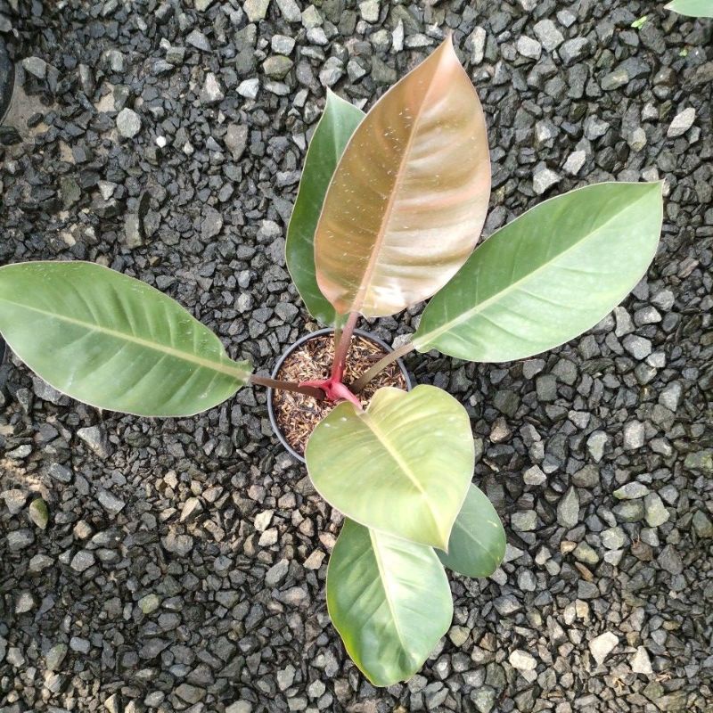 philodendron red imperial/emerald