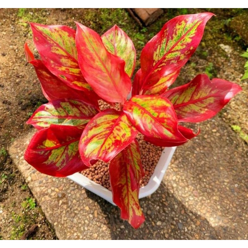 tanaman hias red lipstik siam aurora - bunga aglonema siam aurora - siam aurora - tanaman hias hidup