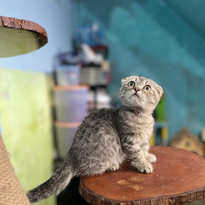 vitamin kucing scottish fold betina