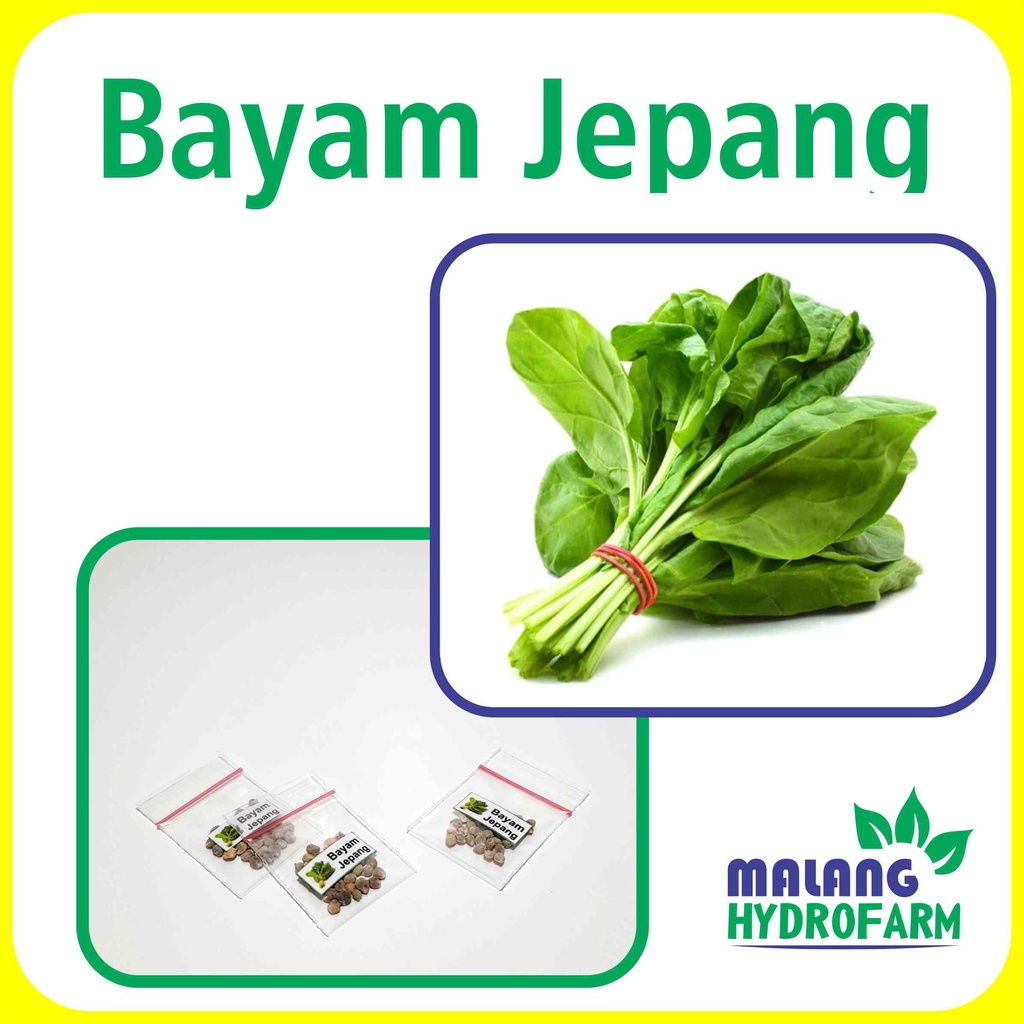 Jual Benih Bayam Jepang Unggulan Berkualitas Biji Bibit Repack Horenso Tanaman Hijau Hydroponik