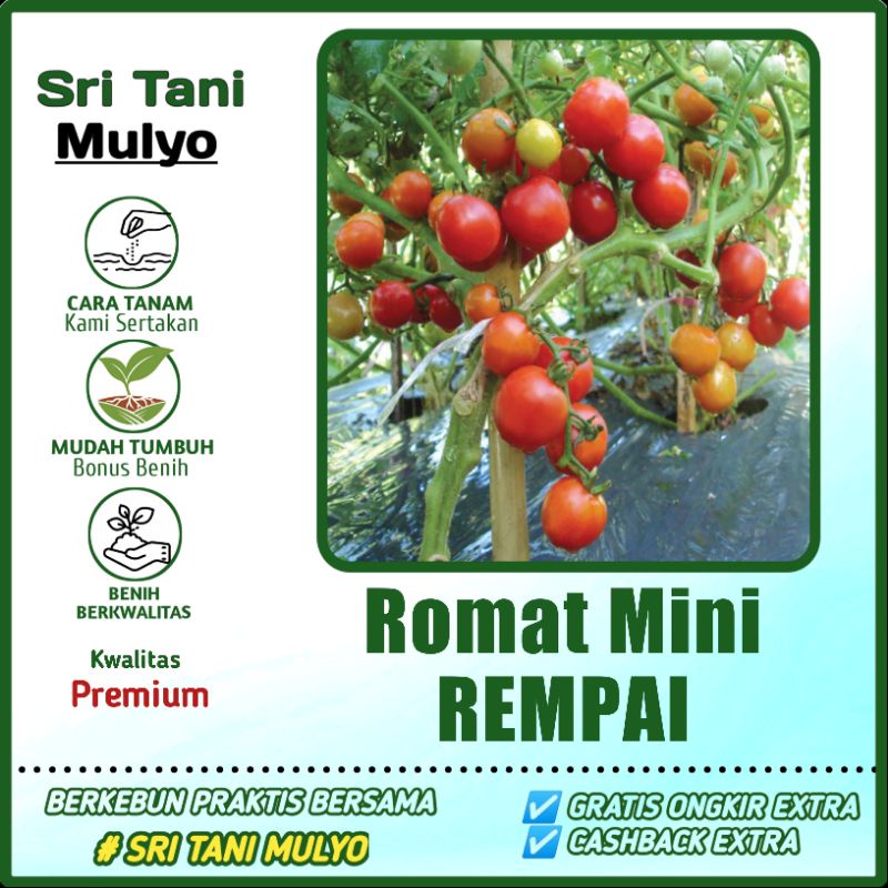 Jual 30 Biji Benih Tomat Mini Ceri Rempai Buah Lebat Sebesar Kelereng