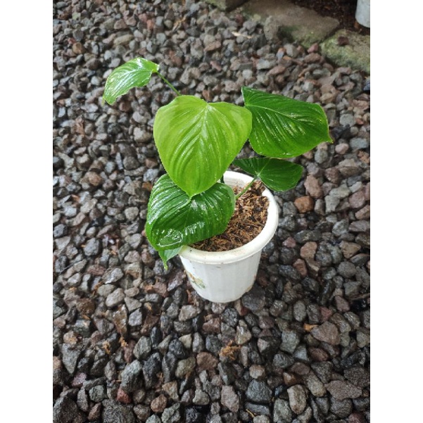 philodendron fibrae real pict