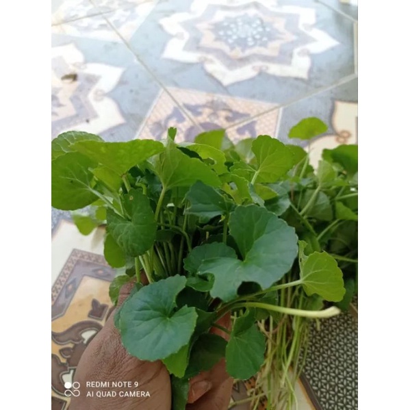 DAUN PEGAGAN SEGAR/DAUN PEGAGAN/DAUN ANTANAN/PEGAGAN ANTANAN/PEGAGAN HERBAL/PER IKAT