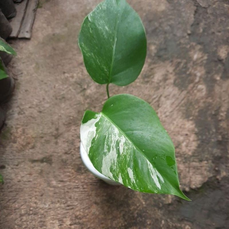 monstera varigata marbel