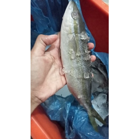 

ikan salam segar