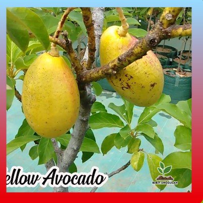 Bibit Alpukat Yellow Vietnam - Alpukat Yellow Vietnam Super genjah