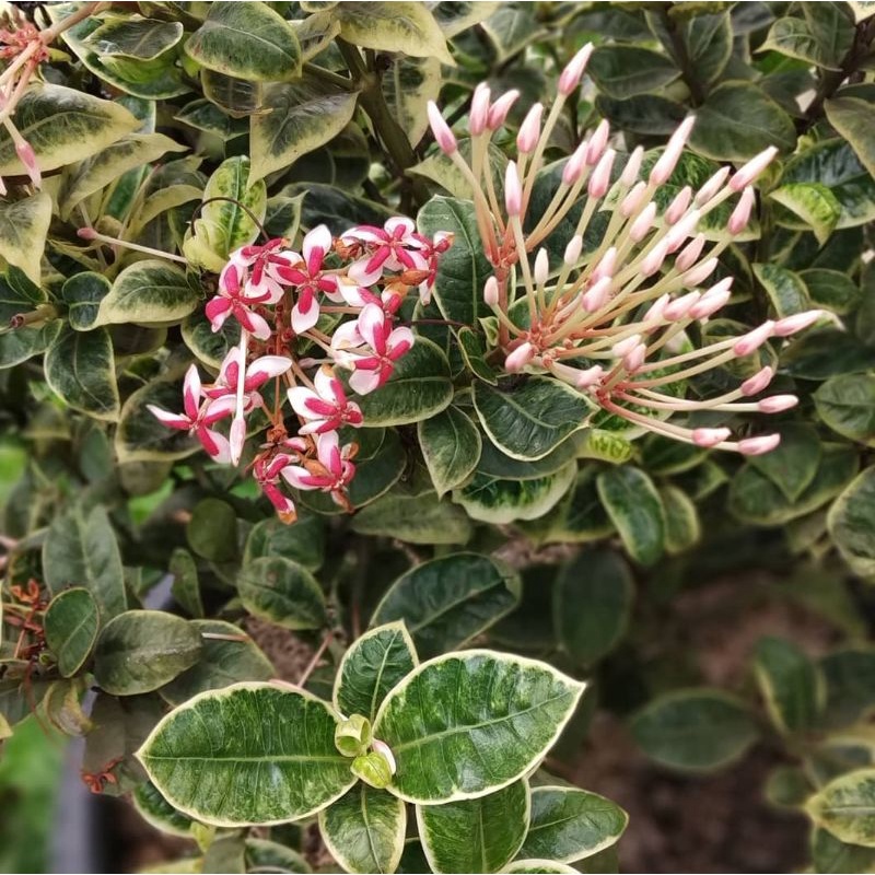 Bunga Cantik bunga sepatu varigata | Tanaman - bunga sepatu varigata 30cm