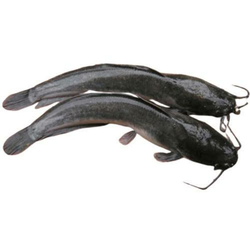 

ikan lele segar 500gr