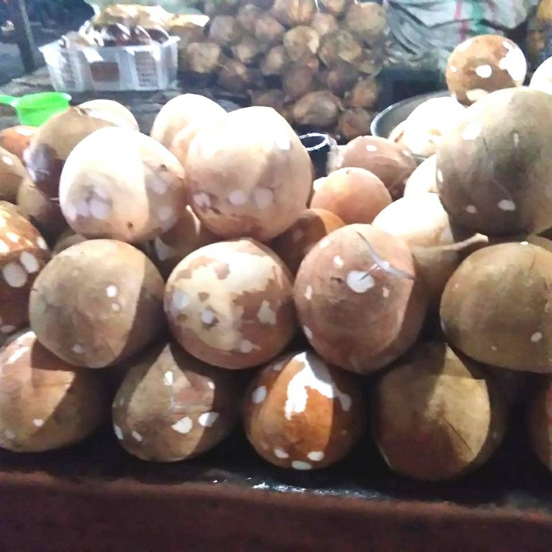 

kelapa tua, muda, sebelah