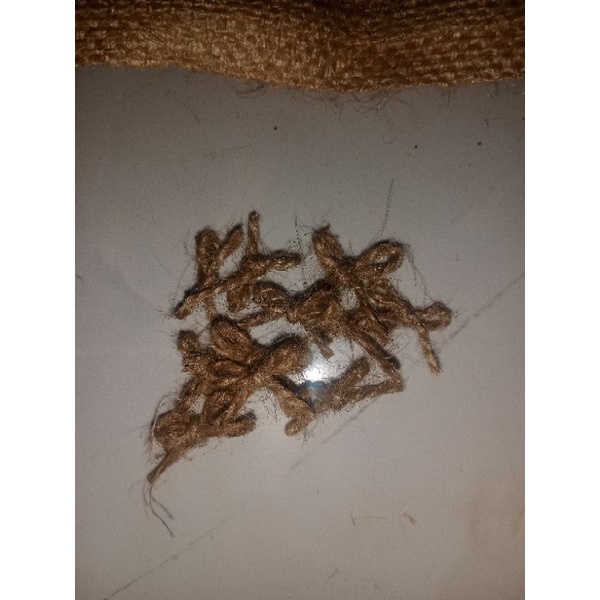 

10 pcs pita goni mini