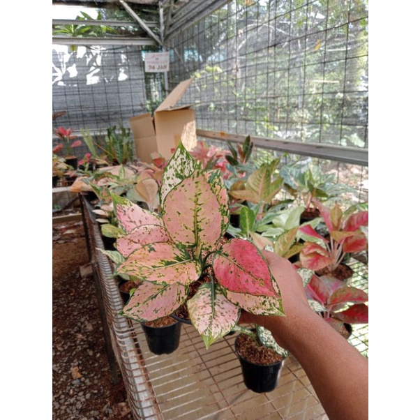 PROMO AGLONEMA  Aglaonema Orange Komkom - Aglonema konkom orange