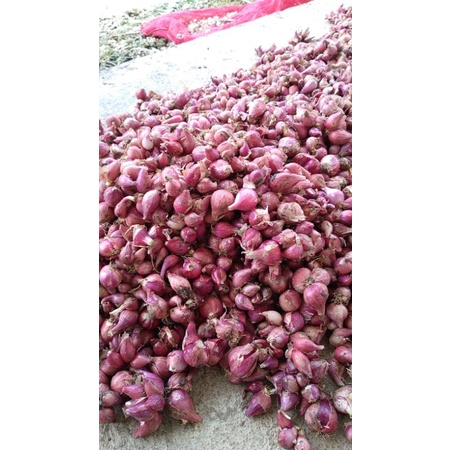 

bawang merah lokal indonesia