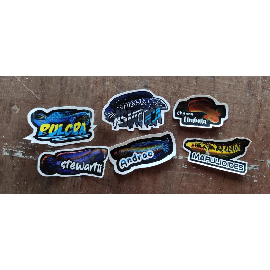 Stiker Channa Limabata Blue Pulcra Stewartii Andrao Maru Asiatica