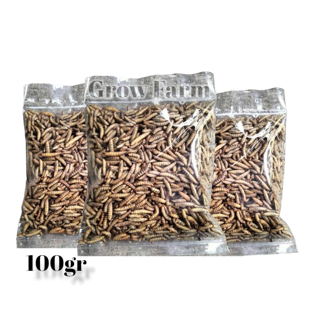 Manggot Bsf MAGOT Bsf 100gr Kering Pakan Ikan Predator Louhan Channa Arwana
