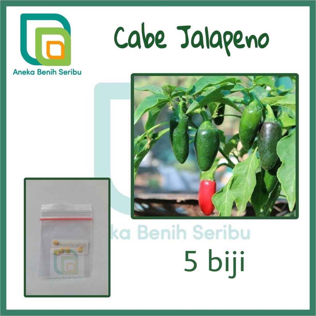 5 Benih Cabe Jalapeno Fanatic - Bibit Cabai Known You Seed Tanaman Sayur Repack [ SERIBU ]