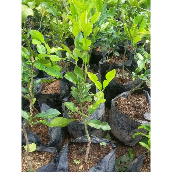 bibit daun jeruk 8/daun jeruk sayur