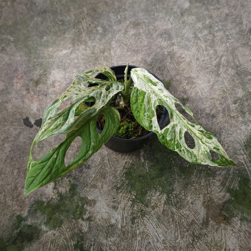 Janda Bolong Variegata Lokal | Monstera Andansonii Variegata | Janbol Platinum