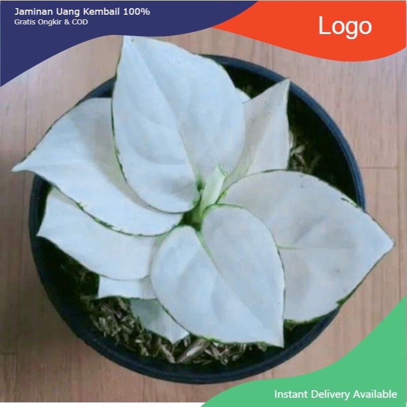 NEWW baby aglonema super white