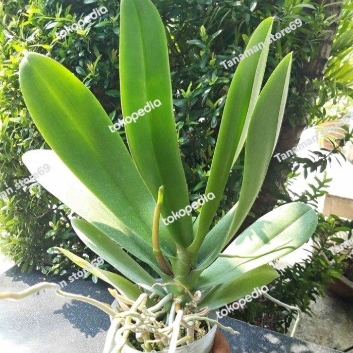 Benih Anggrek Bulan Spike