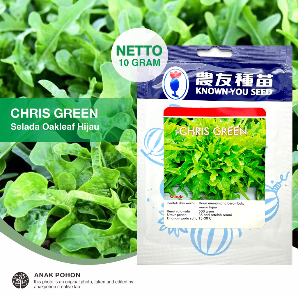 (1 PACK) Benih Selada Oakleaf Hijau CHRIS GREEN Lettuce Seeds - Known You Seed KYS - 10 GRAM