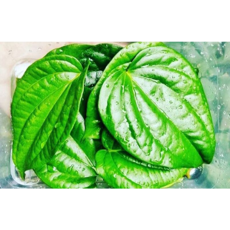 

DAUN SIRIH HIJAU SEGAR