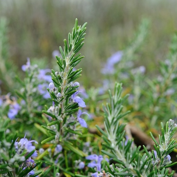 Benih Seribuan - 2 Bibit Rosemary Tanaman Herbal Unggul