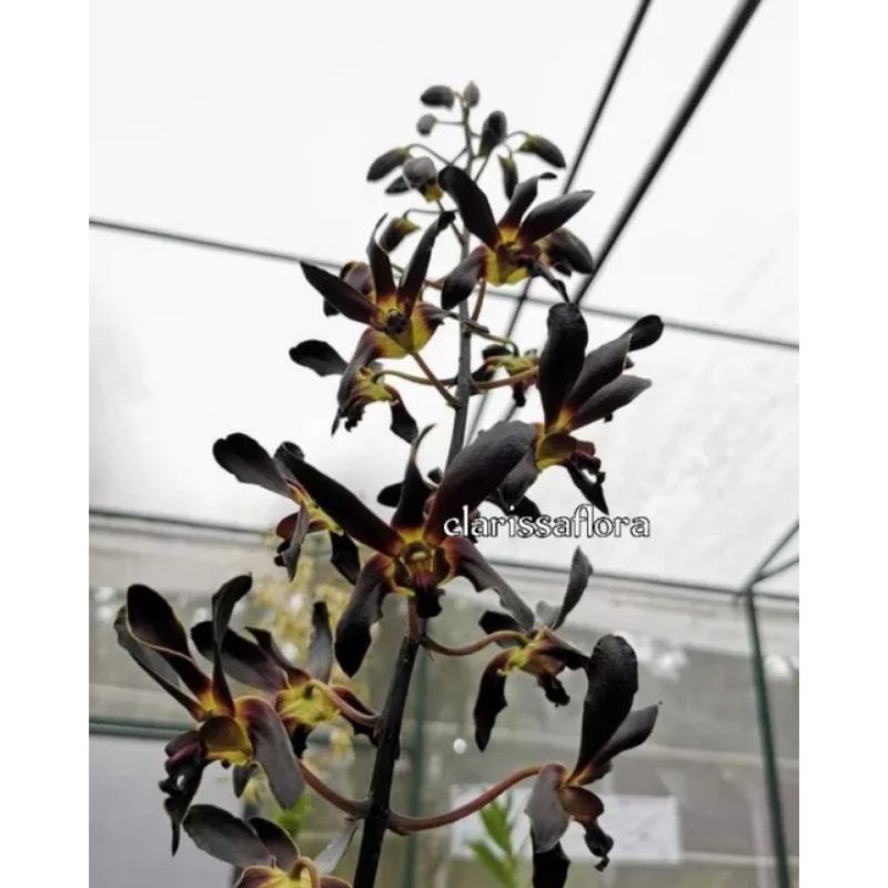 Promo seedling anggrek dendrobium rajajowas