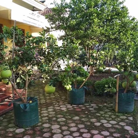 Bibit Jeruk PameloBerbuah - Jeruk super besar pamelo jumbo berbuah
