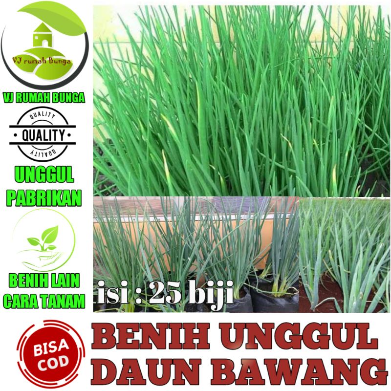 25 Biji - Benih Daun Bawang Fragrant Unggul - Benih Biji Daun Bawang Kucai