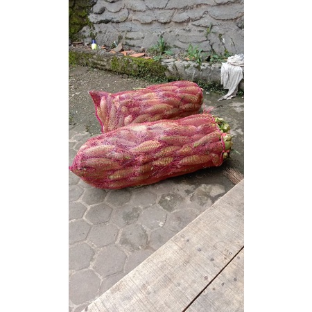 

jagung manis