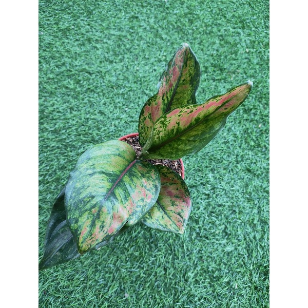 aglonema hengheng merah