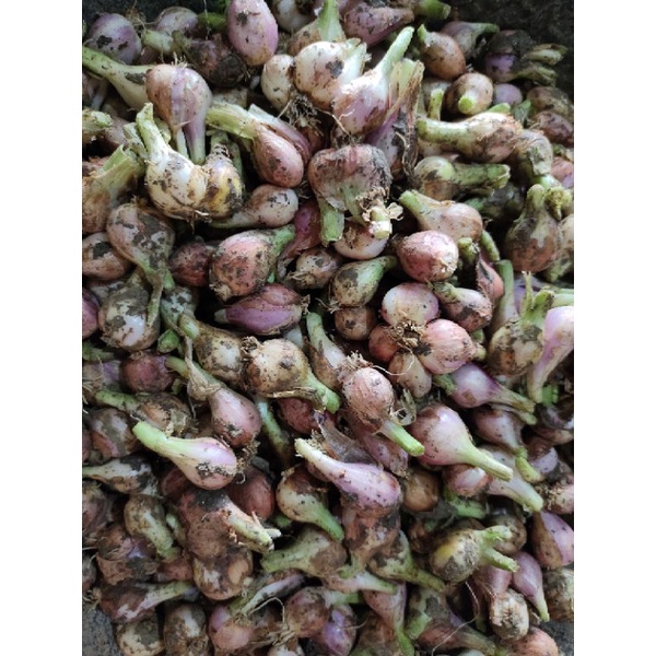

BAWANG SUMENEP BESAR BUMBU DAPUR TERMURAH