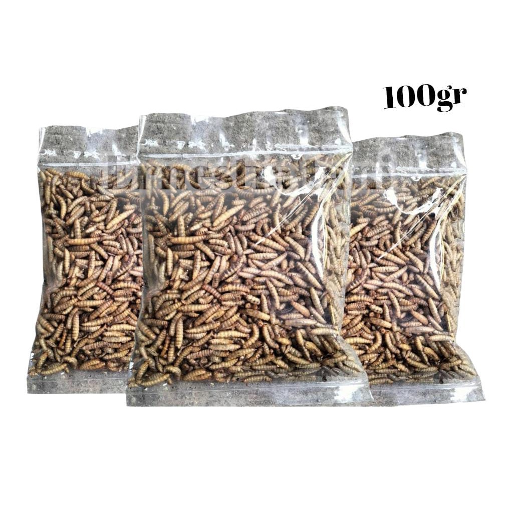 Manggot Bsf MAGOT Bsf 100Ggr Kering Pakan Ikan Predator Louhan Channa Arwana