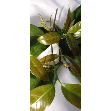 

Daun so/daun melinjo segar 1kg/sayuran/melinjo/1kg