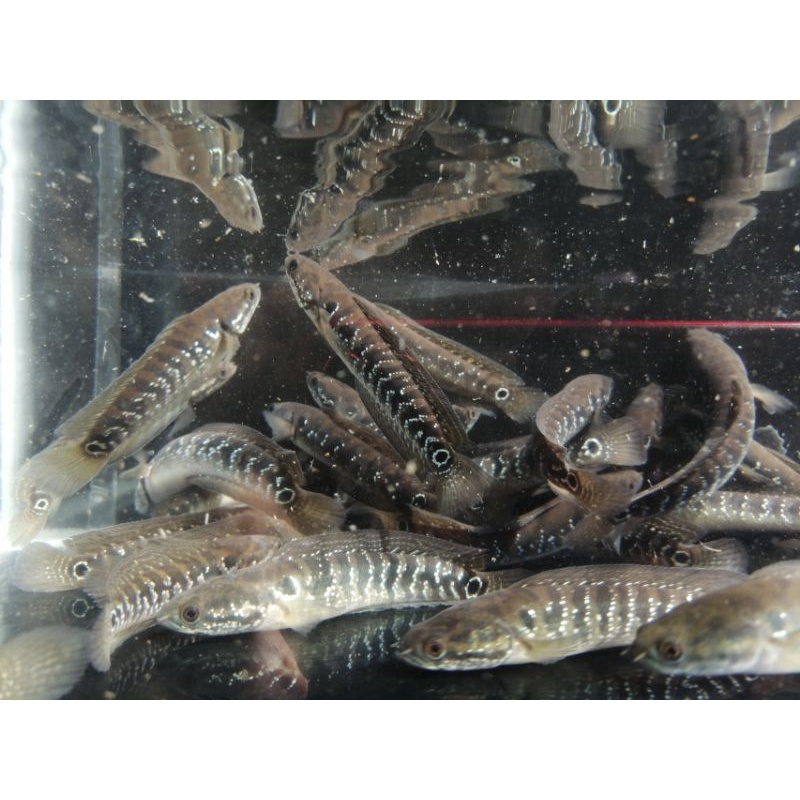 asiatica white spot 7-8 cm