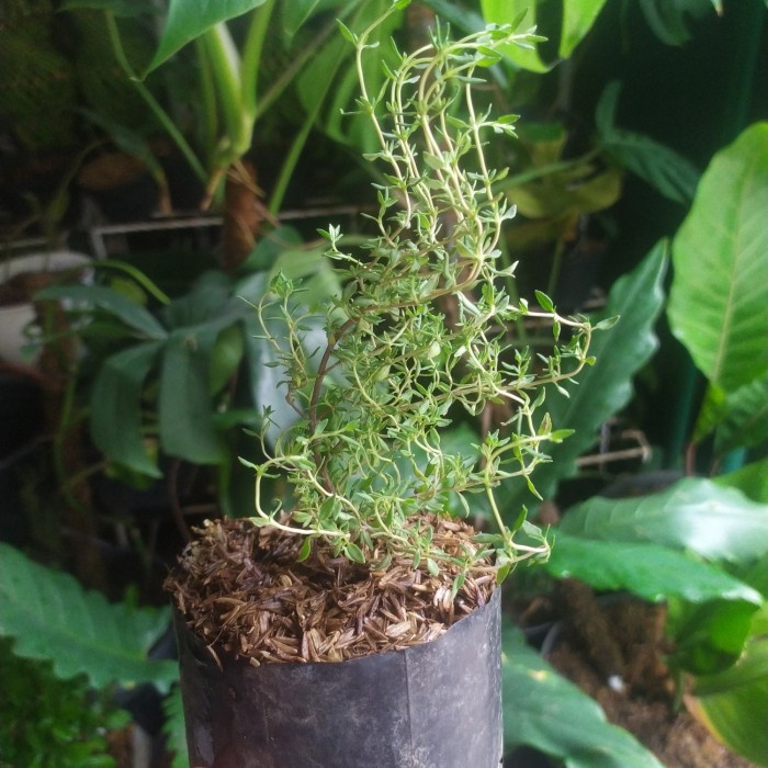 

Terlaris ✨ - Tanaman herbal thyme/ bumbu masak/rempah 2.1.23