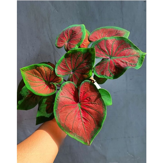 keladi tambuna - tanaman hias keladi tambuna - bunga keladi tambuna - keladi merah murah