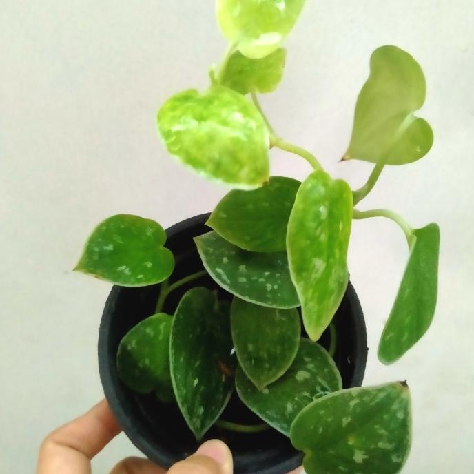 tanaman hias scindapsus silvery ann TERMURAH