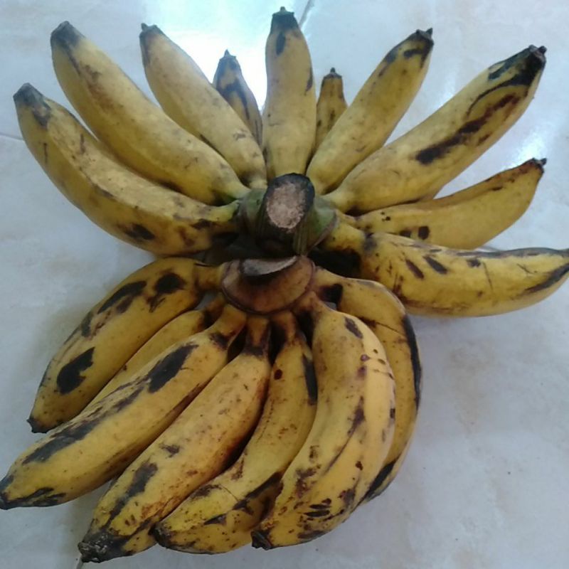 

PISANG RAJA MANIS cengkeh