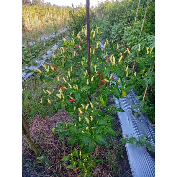 Benih Cabai Rawit Putih Tegak Lokal 50 g cabe putih tegak
