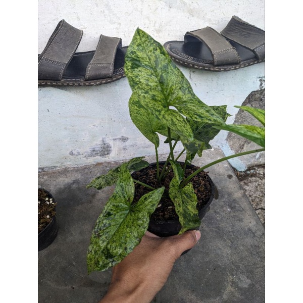 red spot tri color & Mujito