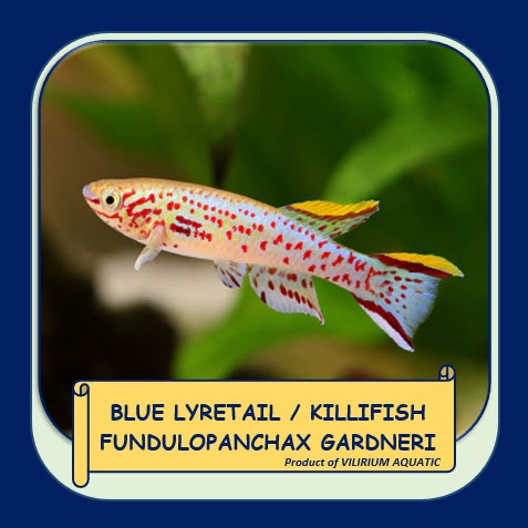 IKAN HIAS AIR TAWAR - KILLIFISH GARDNERI / BLUE LYRETAIL