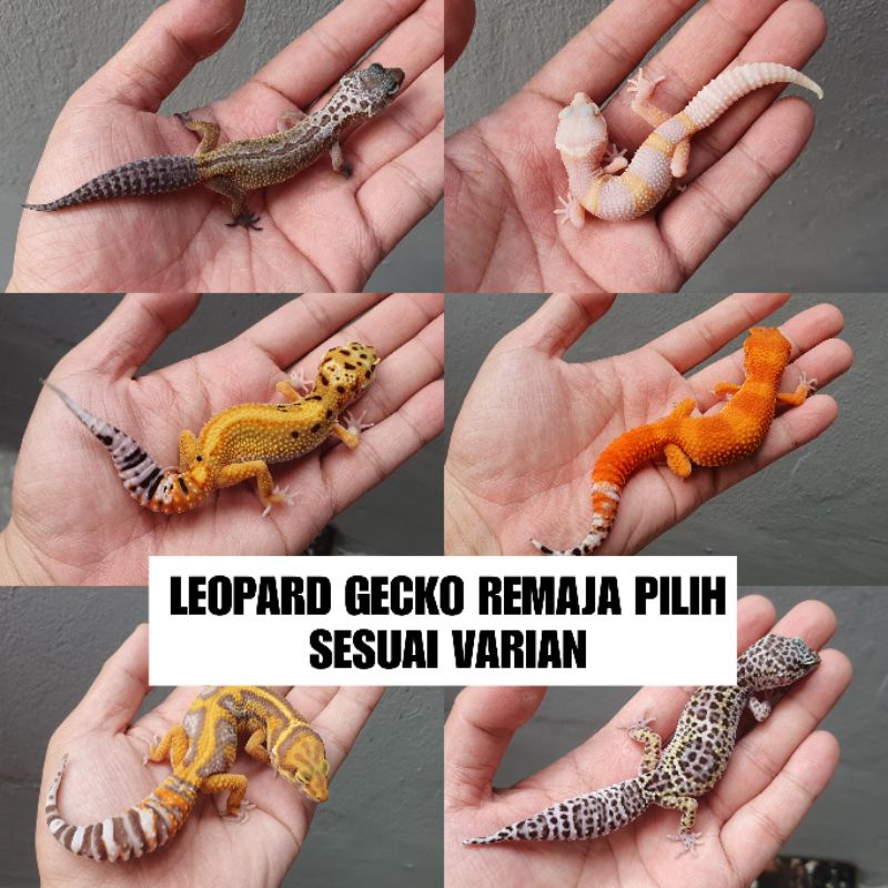 eublepharis macularius leopard remaja pilih sendiri