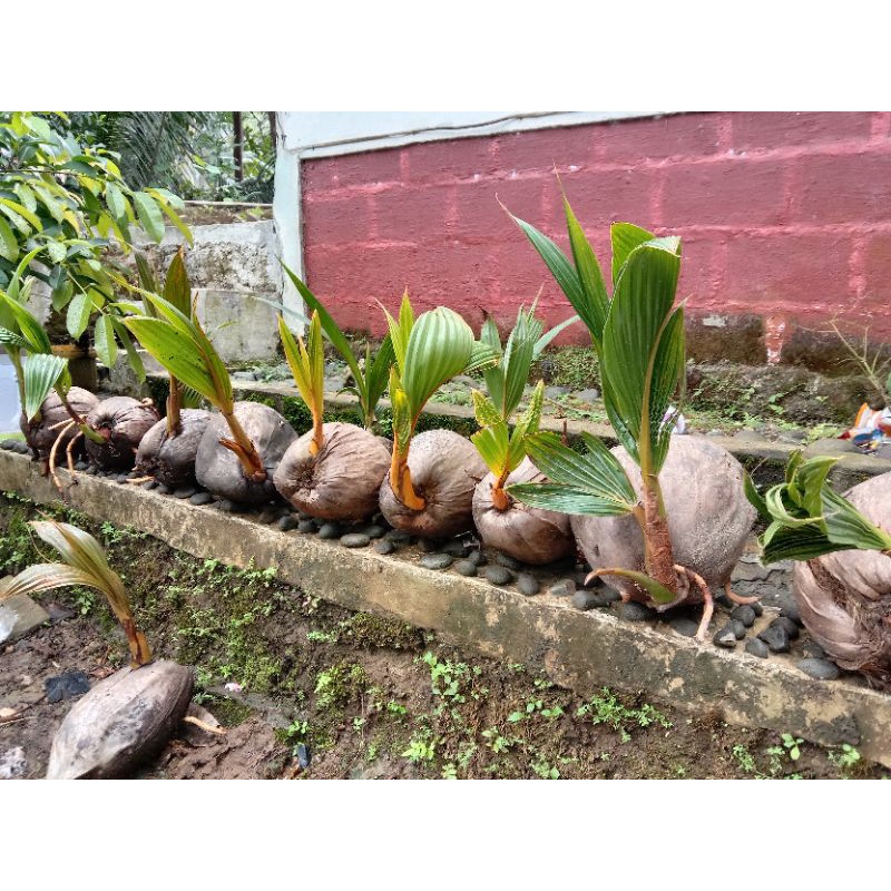 Bahan bonsay kelapa mudah tumbuh